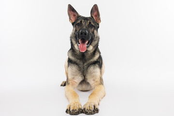 Alert German Shepherd Lying Down