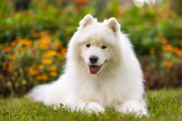 Samoyed Dog Resting on Grass