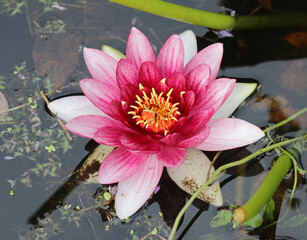 Seerose - Waterlilies © Studio M. Brix