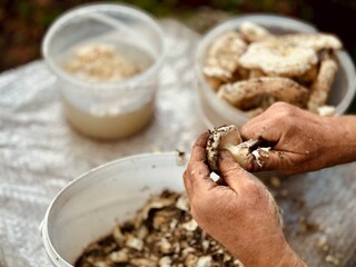 Man cleans a freshly picked mushroom