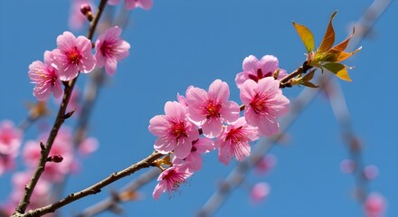 Vista de delicadas flores de cerezo rosa baile contra un cielo azul sereno, pintando una tranquila escena de la llegada de Spring, Funayama Community Center, Shizuoka, Japón.