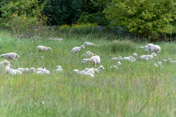 Sheep graze in a green meadow while dogs guard them. The scene shows harmony between livestock and nature.