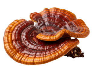 Majestic Ganoderma Lucidum: A vibrant macro shot highlights the intricate details of a Ganoderma lucidum mushroom. This image captures the essence of nature's artistry. 