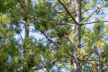 Female of Capercaillie (Tetrao urogallus).