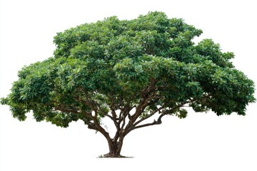 Lush green tree against a white background (1)