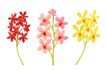 Beautiful orchid flower isolated on white background