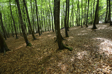 広葉樹であるブナの林