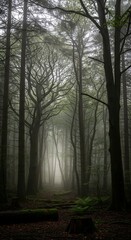 Obraz premium Misty forest scene with tall trees, a path leading into the fog, and a sense of mystery and tranquility.