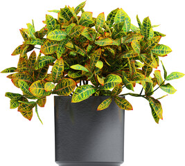 Side view of potted houseplant - Croton © Matheus