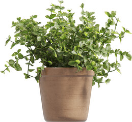 Side view of potted houseplant - Callisia Repens Care