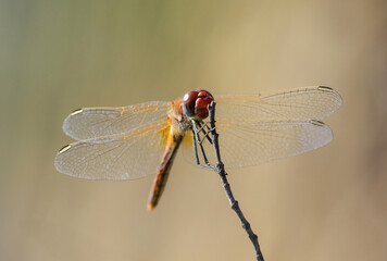 Close-up of a red dragonfly perched on a dry branch, showcasing intricate wing patterns and large compound eyes. The insect is sharply in focus against a soft blurred background.
