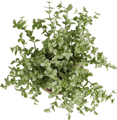 Top view of potted houseplant - Callisia Repens Care