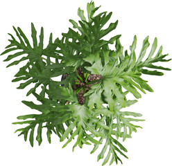 Top view of potted houseplant - Philodendron Selloum