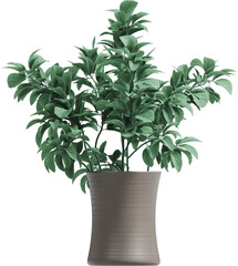 Side view of branch arrangement - Stachys Byzantina