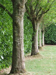 London plane tree trunks in a garden