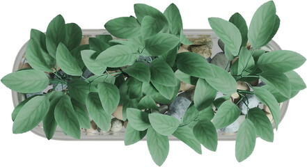 Fototapeta premium Top view of branch arrangement - Stachys Byzantina