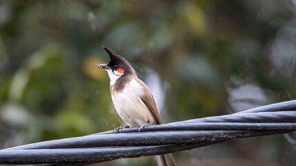 Red-whiskered bulbul on a wire