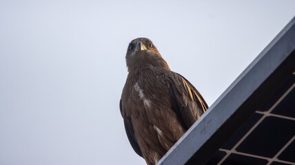 Eagle perched on a solar panel under clear sky.