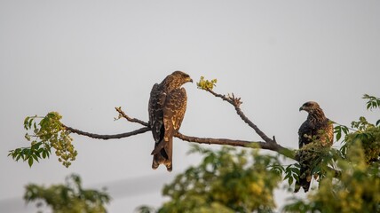 Two eagles perched on a tree branch.
