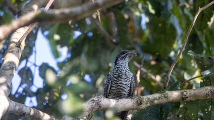 Spotted bird on a tree branch in a forest.