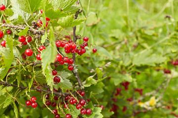 Fresh red currants growing on a lush green bush, surrounded by vibrant leaves, showcasing the beauty of nature and the bounty of summer harvest in a garden setting