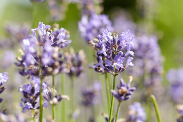 Close-up view of vibrant lavender flowers in a sunny field, showcasing delicate petals and green stems, creating a serene and calming atmosphere in nature