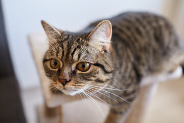 Domestic tabby cat with striking amber eyes lounging on a wooden perch, showcasing its playful demeanor and soft fur texture in a cozy indoor environment