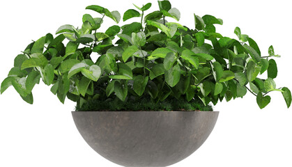 Side view of potted houseplant - Anredera Cordifolia