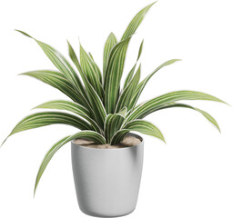 Perspective view of potted houseplant - Tradescantia spathacea