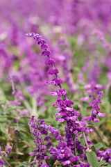 close up of lavender