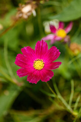 Obraz premium pink cosmos flower