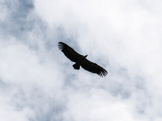 Majestic bird soaring through cloudy sky above a serene landscape during the day