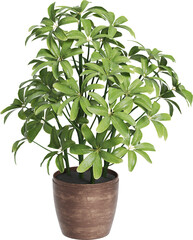 Perspective view of potted houseplant - Dwarf Umbrella