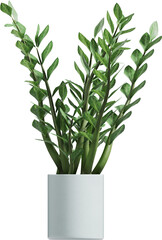 Side view of potted houseplant - Arold Palm
