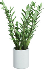 Perspective view of potted houseplant - Arold Palm