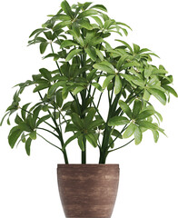 Side view of potted houseplant - Dwarf Umbrella