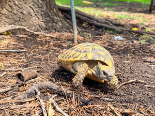 Obraz premium Turtle moving on forest ground near tree roots. Wildlife, reptile, and natural outdoor environment in seasonal habitat.