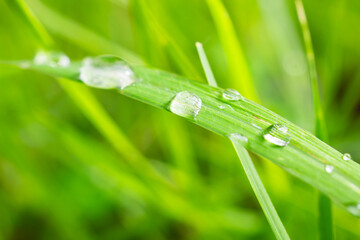 Beautiful rain water drop on green leaf closeup natural background