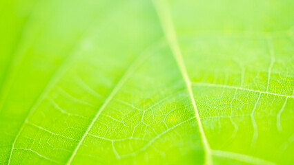 Green leaf texture surface background close up