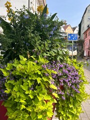 Obraz premium Pedestrian zone road sign on the street