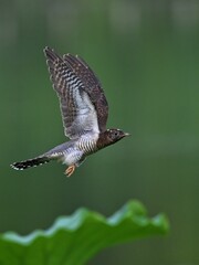 common buzzard in flight