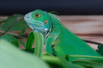 A captivating profile view of a vibrant green iguana, showing its detailed scales and sharp eyes while perched on a cluster of green leaves.