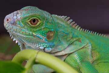 A stunning close-up portrait of a Head green iguana, showcasing its intricate scales, spiky crest, and piercing eye against a clean white background.