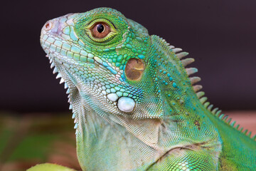 A stunning close-up portrait of a Head green iguana, showcasing its intricate scales, spiky crest, and piercing eye against a clean white background.