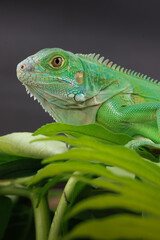 A majestic green iguana is captured in profile, perched on a large leaf, with its vibrant scales and powerful stance highlighted against a dark background.