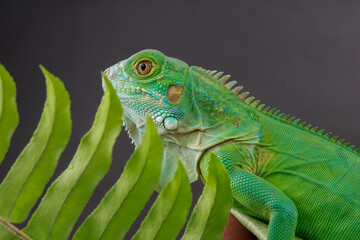 ​A beautiful green iguana is partially hidden behind a fern frond, its detailed scales and vibrant color visible in this striking nature portrait.