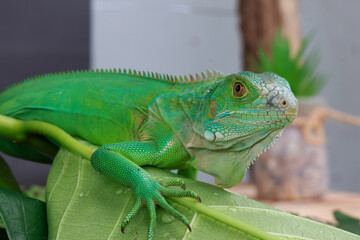 A majestic green iguana is captured in profile, perched on a large leaf, with its vibrant scales and powerful stance highlighted against a dark background.