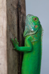 A vibrant green iguana is perched vertically on a weathered wooden surface, looking upwards, showcasing its unique scales and profile.
