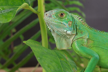 A stunning close-up portrait of a Head green iguana, showcasing its intricate scales, spiky crest, and piercing eye against a clean white background.