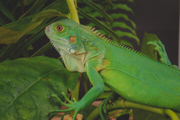 A majestic green iguana is captured in profile, perched on a large leaf, with its vibrant scales and powerful stance highlighted against a dark background.